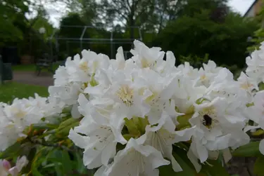 Weiße Rhododendronblüte